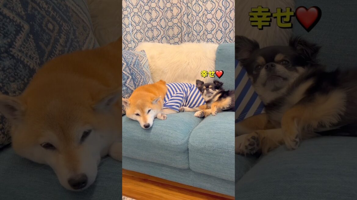 仲良く休憩🐶🐶🎵#柴犬 #チワワ #shorts