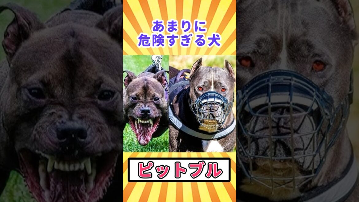 【閲覧注意】あまりに危険すぎる犬「ピットブル」【ゆっくり解説】 #どうぶつのひきこ森 #ゆっくり解説 #へんないきもの #閲覧注意