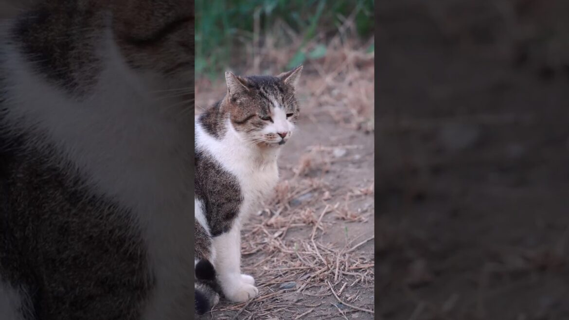 日々懸命にいきる捨てられた猫たち#野良猫 #捨て猫 日々懸命にいきる捨てられた猫たち#野良猫 #捨て猫