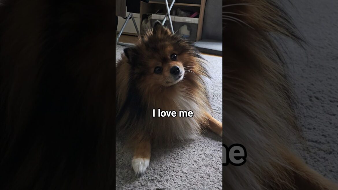 How Cute Can I Be? Pomeranian Spitz Vlog  #pomeranian #cute #dogshorts