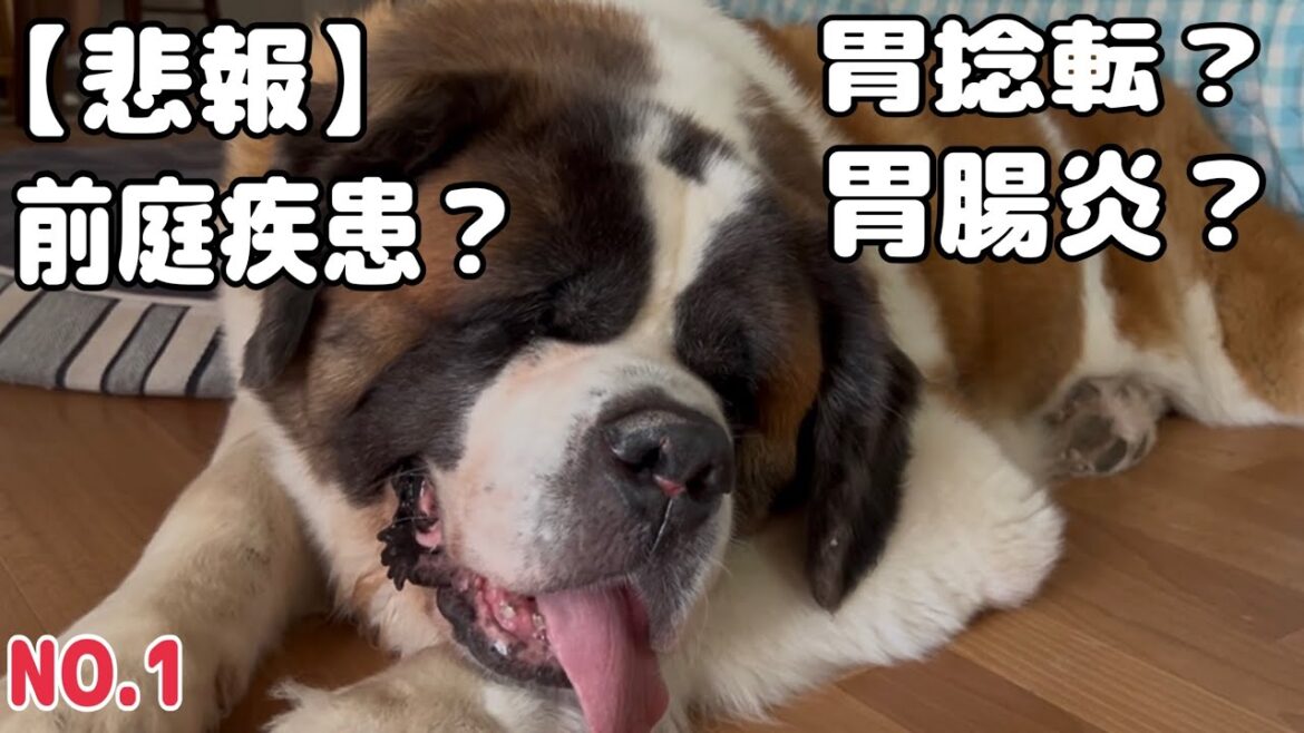 【セントバーナード悲報】何度もリバースしたので急遽夜間病院へ駆け込みました。 胃捻転?胃腸炎?結局かかりつけ病院では正しい前庭疾患との診断を受けました。 【セントバーナード悲報】何度もリバースしたので急遽夜間病院へ駆け込みました。 胃捻転?胃腸炎?結局かかりつけ病院では正しい前庭疾患との診断を受けました。