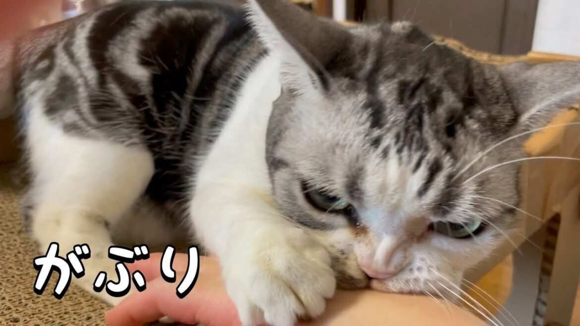 猫の可愛さに癒された【アメリカンショートヘア】