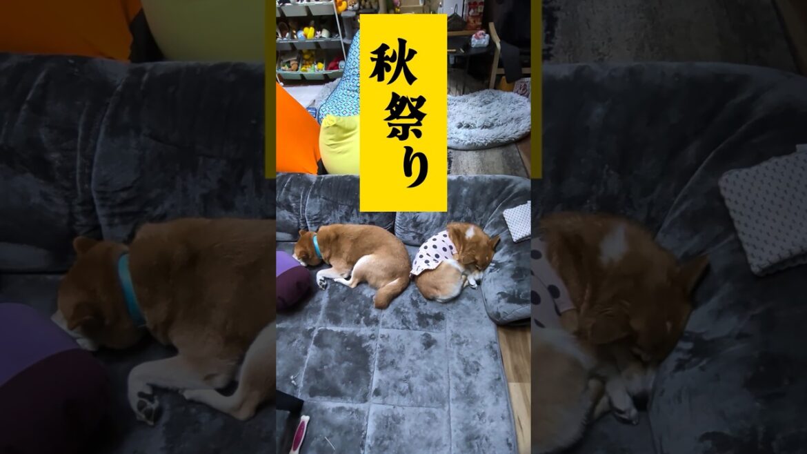 🍂強制秋祭り #柴犬スティーブ