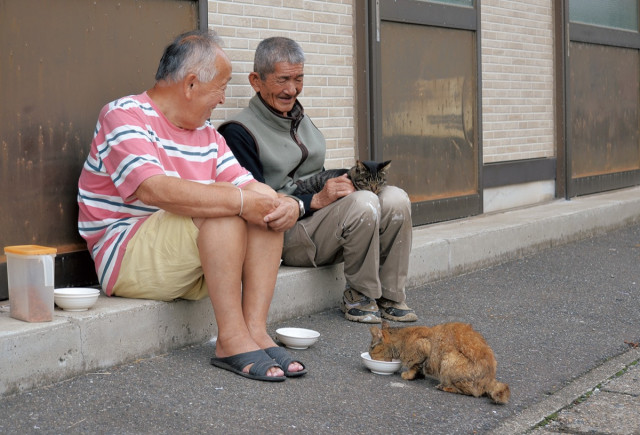 三浦市三崎 猫がつなぐ優しさの輪 保護活動に深まる理解〈横須賀市・三浦市〉(タウンニュース)|dメニューニュース(NTTドコモ) 三浦市三崎 猫がつなぐ優しさの輪 保護活動に深まる理解〈横須賀市・三浦市〉