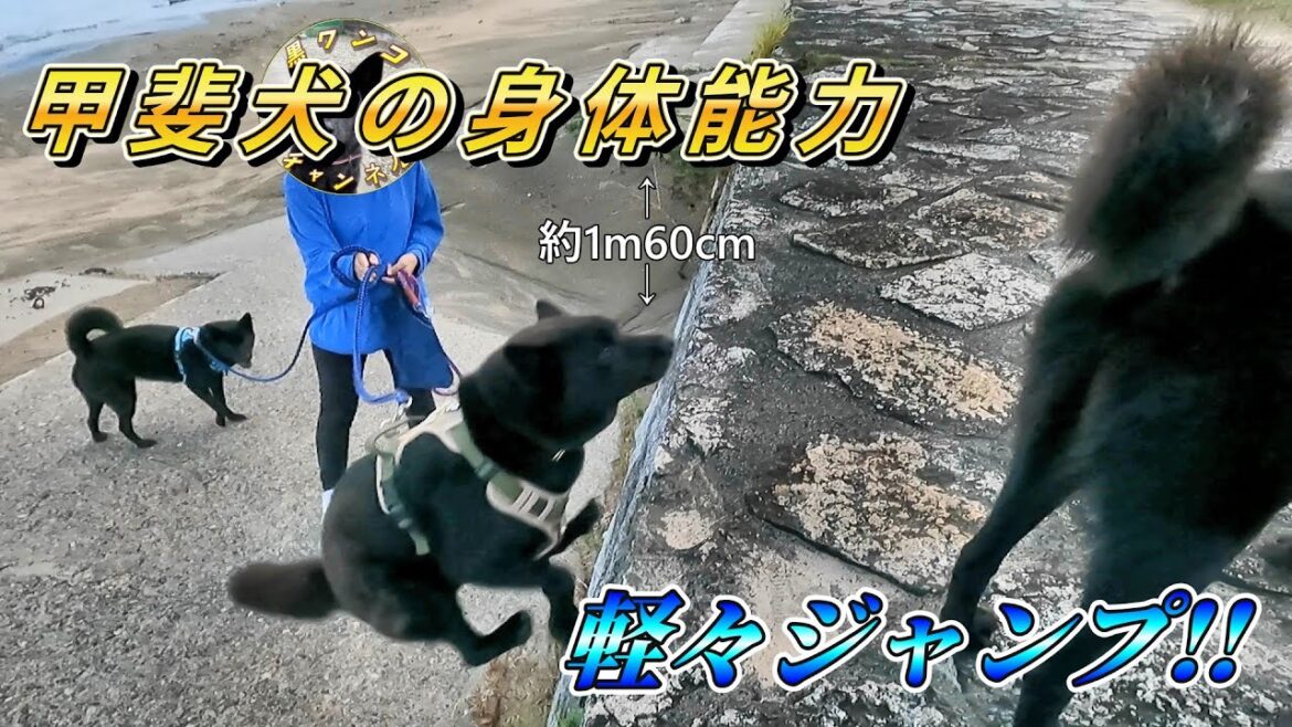 【甲斐犬】やっぱり凄かった!5歳の甲斐犬の身体能力! 【甲斐犬】やっぱり凄かった!5歳の甲斐犬の身体能力!