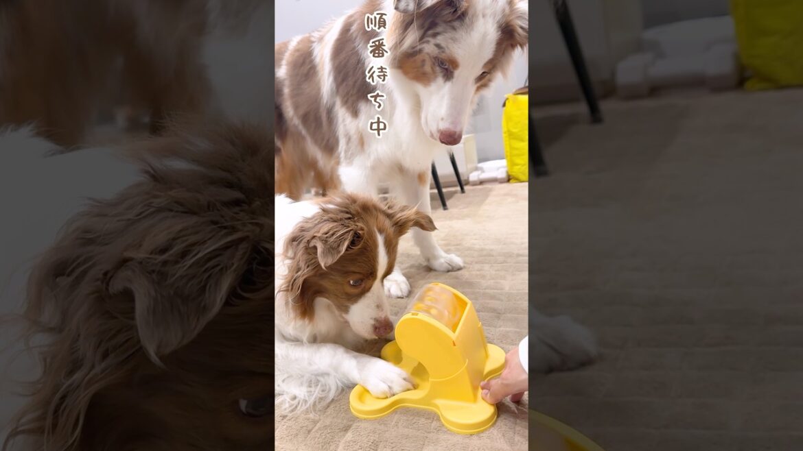 新しいおもちゃの順番待ちをする犬が可愛い😂♡【ボーダーコリー・オーストラリアンシェパード】#shorts 新しいおもちゃの順番待ちをする犬が可愛い😂♡【ボーダーコリー・オーストラリアンシェパード】#shorts