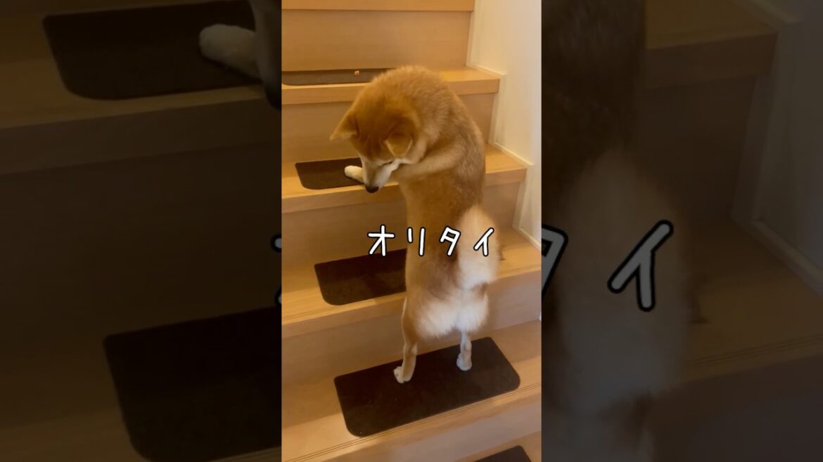 階段登れない柴【一歩前進！】豆柴アオと柴犬委員会  mameshiba AO & shiba inu committee #Shorts
