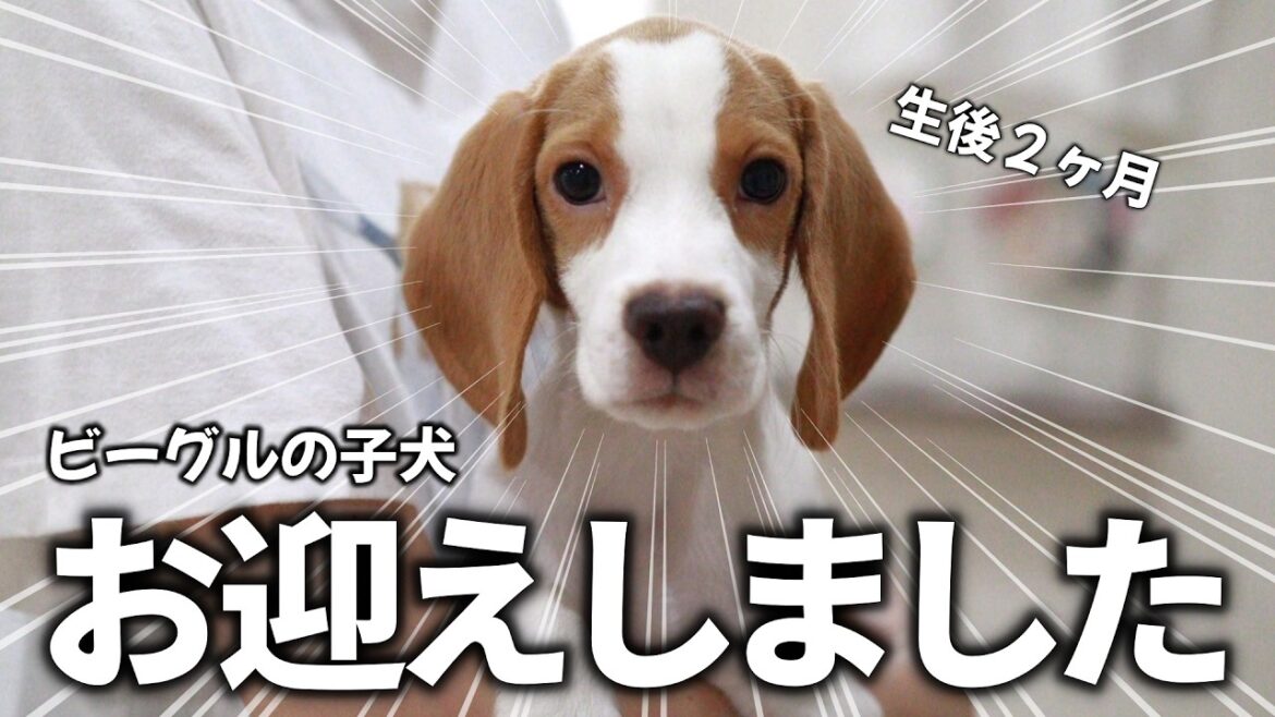 【お迎え初日】生後79日の可愛すぎるビーグルの子犬がやってきた！