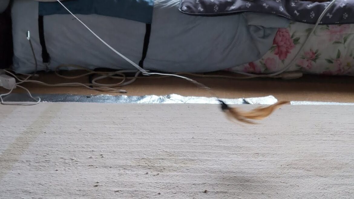 10/21 散々遊んで、日向ぼっこする猫を配信中