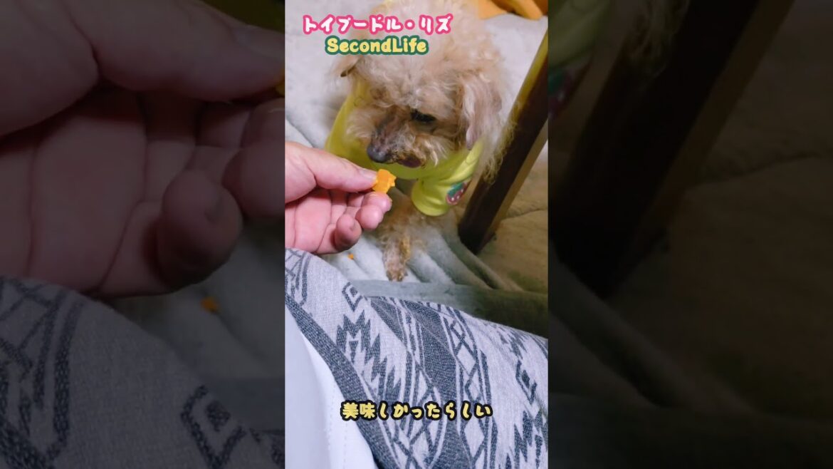 カボチャを食べるリズさん　#トイプードル 　#保護犬カフェ印西からやってきました 　#カボチャ