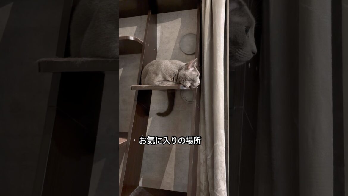 ロシアンブルー | 尻尾で分かるよ | Russian Blue cat ロシアンブルー | 尻尾で分かるよ | Russian Blue cat