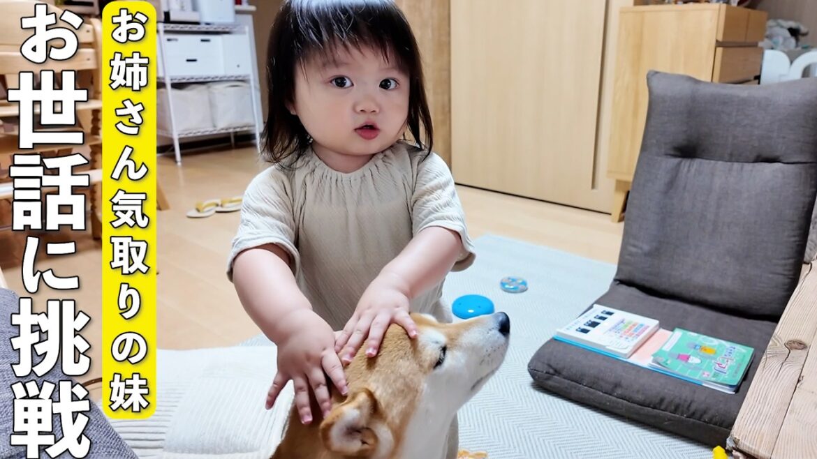 お世話大好きな2歳娘の止まらない柴犬愛がこちらです笑 お世話大好きな2歳娘の止まらない柴犬愛がこちらです笑