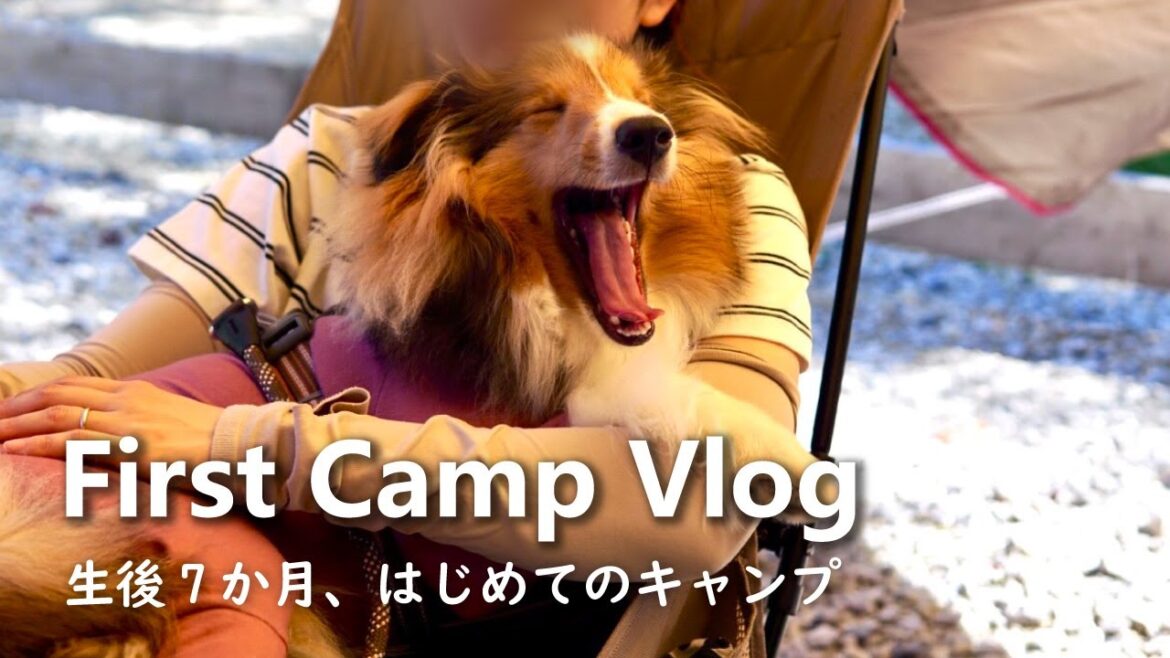 【シェルティ子犬】子犬とはじめてのキャンプ|プチ事件発生|20代OL|生後7ヶ月 【シェルティ子犬】子犬とはじめてのキャンプ|プチ事件発生|20代OL|生後7ヶ月