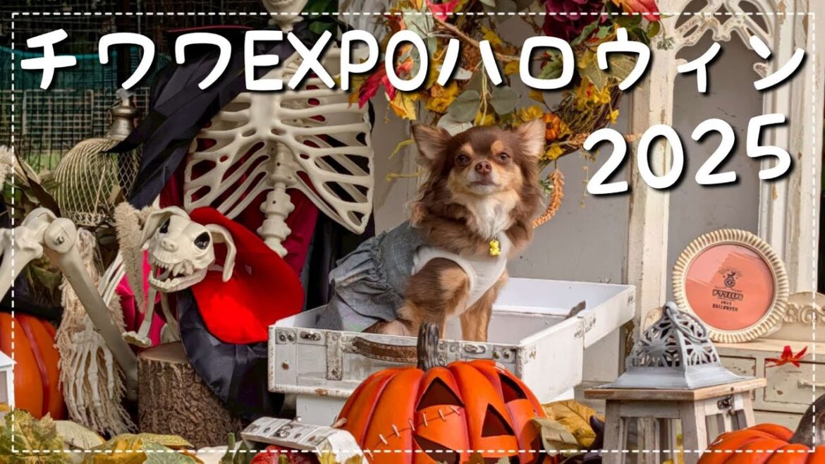 【チワワEXPOハロウィン】チワワ最速王決定戦D-1グランプリ🏆再びトップ10入り🏅✨ショップで食いしん坊が大興奮！新たな大好物発見🐶✨【チワワ】【チョコタン】
