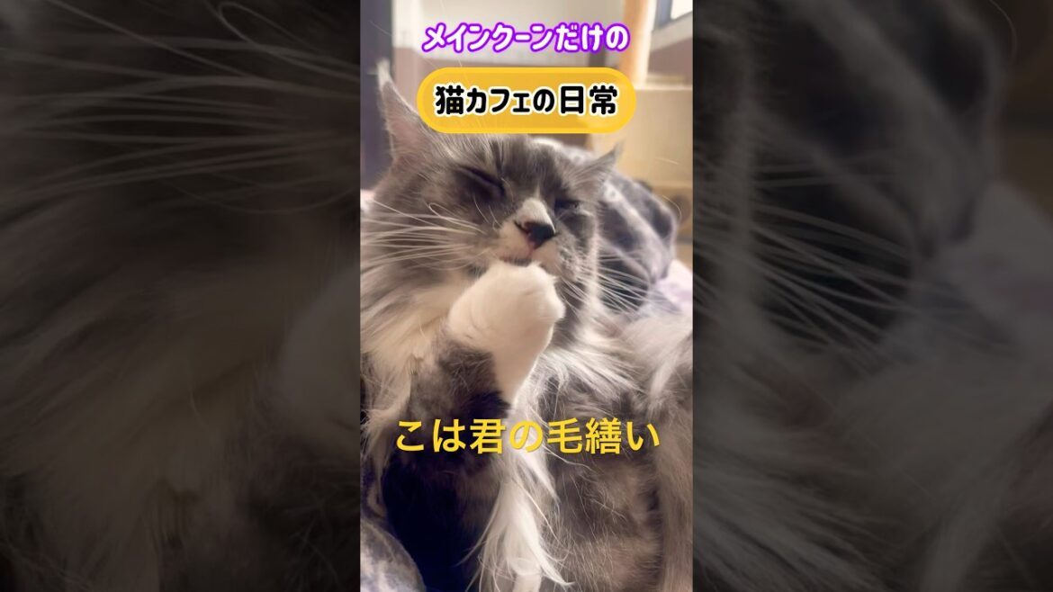 メインクーンだけの【猫カフェの日常】#cat #cooncat #mainecoon #もふもふ