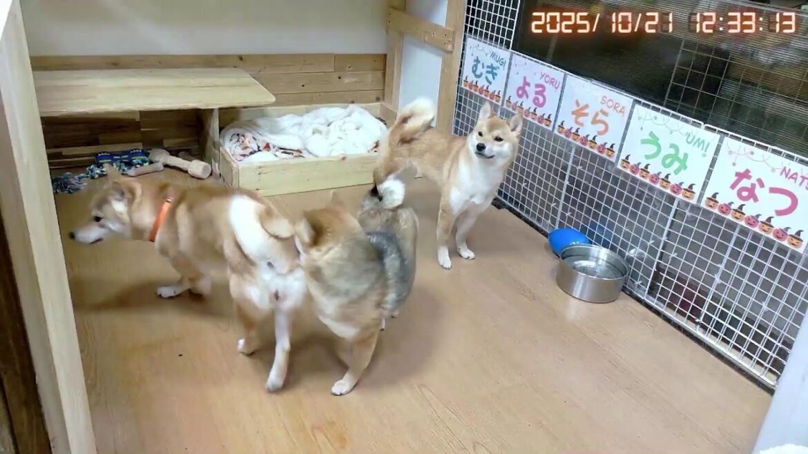 柴犬なつファミリー生配信【生後1歳+43日】柴女子だって色々ある。 柴犬なつファミリー生配信【生後1歳+43日】柴女子だって色々ある。