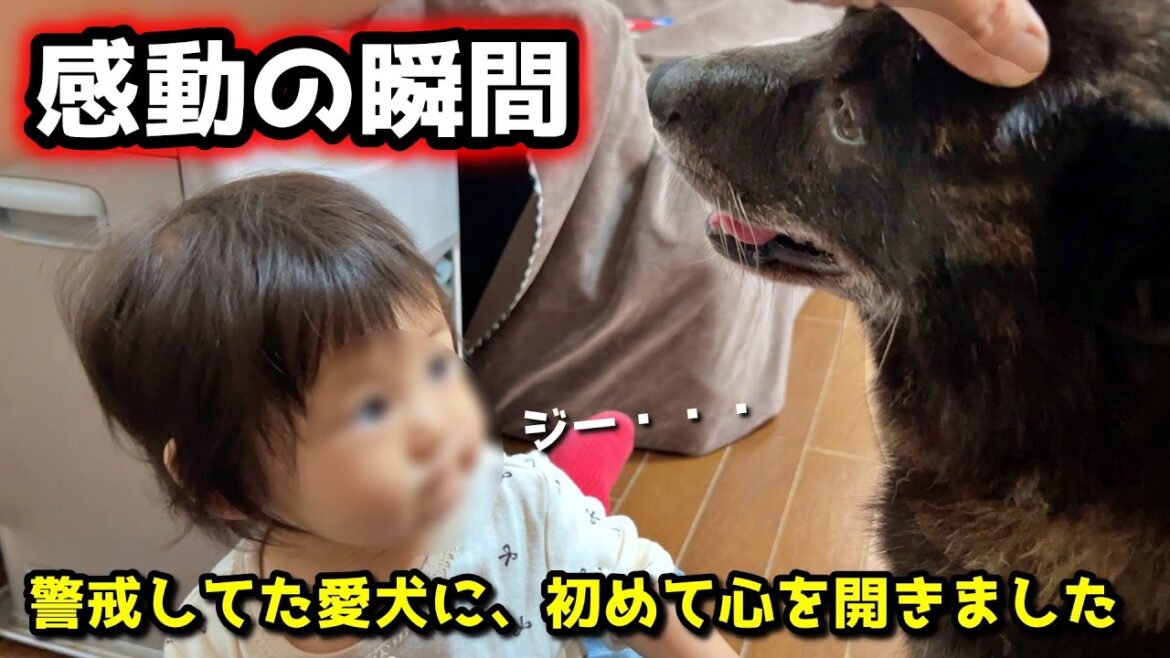 【感動】赤ちゃんの為に本能すら凌駕して守ろうとする甲斐犬一休 【感動】赤ちゃんの為に本能すら凌駕して守ろうとする甲斐犬一休