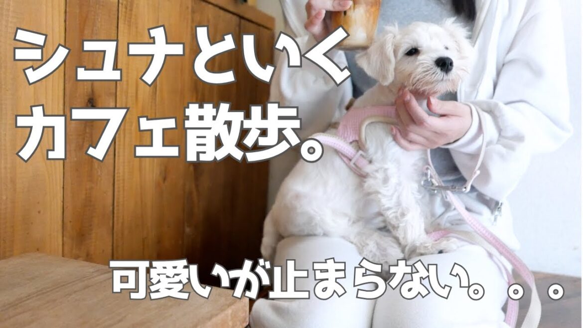 【白シュナのおでかけ】シュナウザーと行くカフェ散歩。今日も可愛すぎた。 #シュナウザー #白シュナ #犬との暮らし