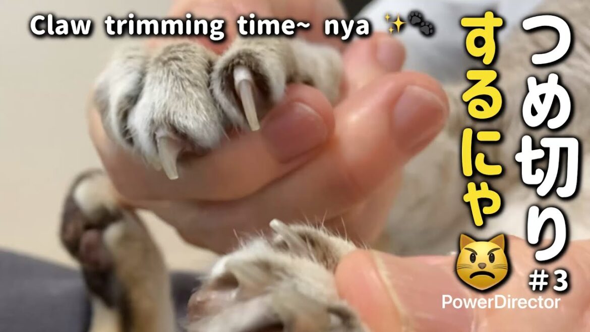 【猫の爪切り✂️】おりこうさんのはずが…😼 / She was doing so well… until!