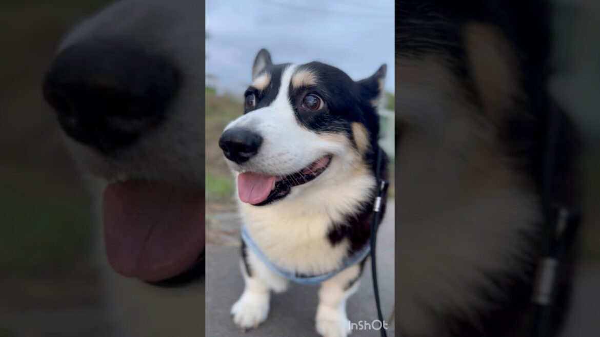 #16-Oct-2025 #corgi #黒コギ #コーギー #朝散歩 #ハレさん