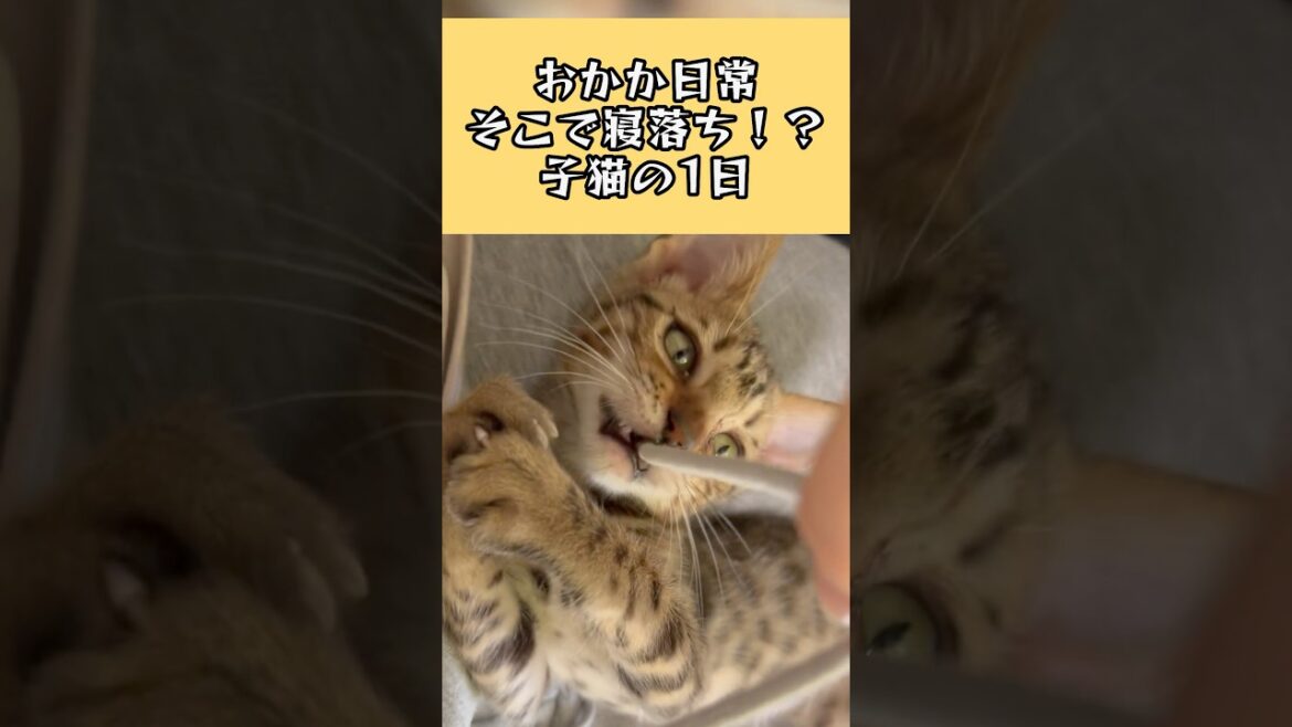 そこで寝落ち！？スフィンクスポーズもする子猫の1日【おかかの日常】#cat
