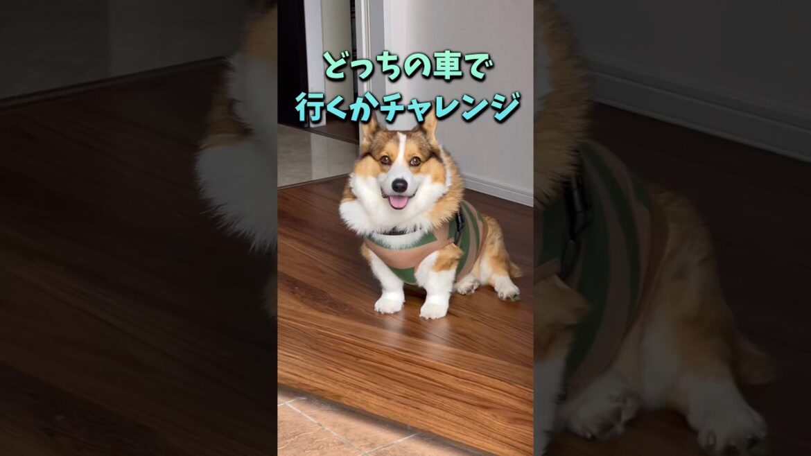 おりこう！ちゃんとどの車で行くのかわかってるコーギー