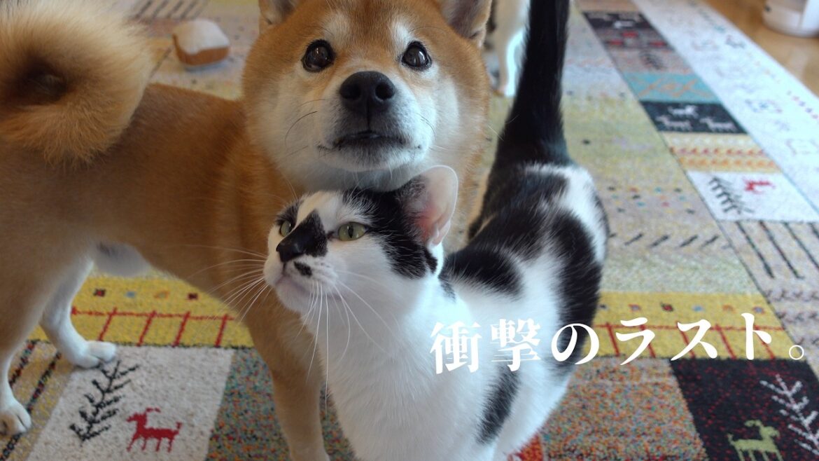 柴犬に猫語で迫る猫!最後の展開が正直激萌えです。。 柴犬に猫語で迫る猫!最後の展開が正直激萌えです。。