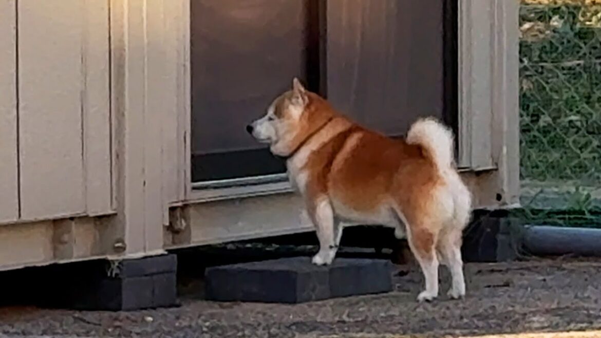 自分専用の広場を作ってもらうも、5分も遊ばないうちに自主的に室内へ帰ろうとする柴犬 自分専用の広場を作ってもらうも、5分も遊ばないうちに自主的に室内へ帰ろうとする柴犬