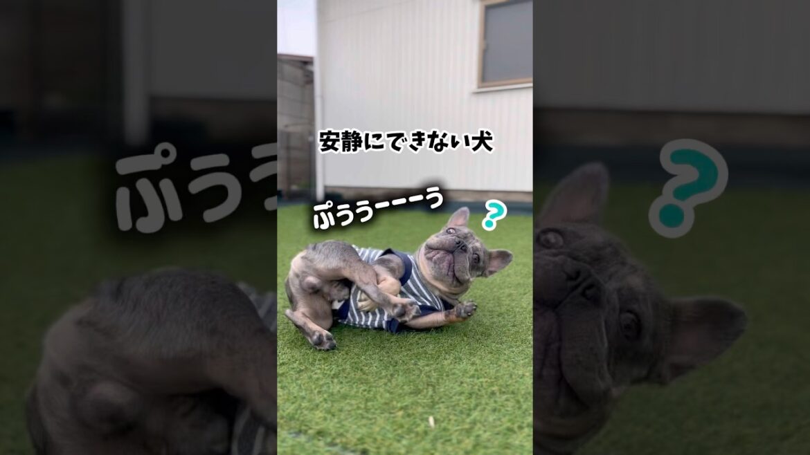 安静にしてくれない犬 #shorts