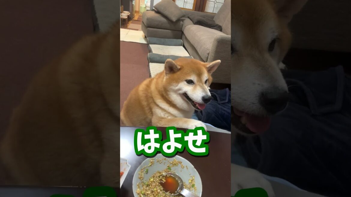 2分後…おねだり上手な柴犬が突如豹変する瞬間 #shibadog #柴犬 #sibainu  #犬のいる生活 #shorts
