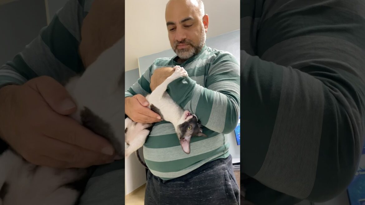 Chomusuke the wild tiger 🐯 #cat #funny #shorts