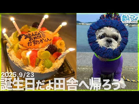 【シーズー事件勃発】お誕生日だよ田舎へ帰ろう【グランパ82】 【シーズー事件勃発】お誕生日だよ田舎へ帰ろう【グランパ82】