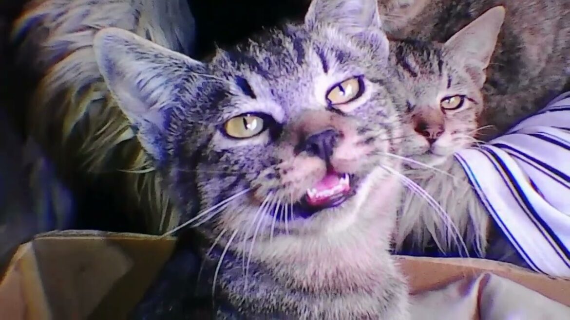 子猫たちは寒さに震えています/10月20日気温9℃雨 #保護猫