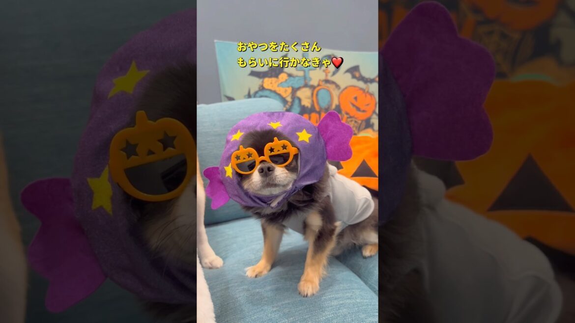 キャンディチビ🐶🎃#柴犬 #チワワ #shorts