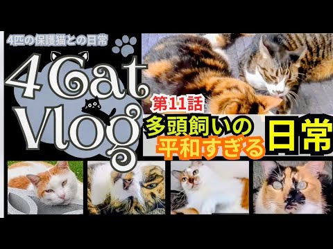 【多頭飼いの平和すぎる日常】#ねこ  #多頭飼い #保護猫 #みけねこ #ペット 【多頭飼いの平和すぎる日常】#ねこ  #多頭飼い #保護猫 #みけねこ #ペット