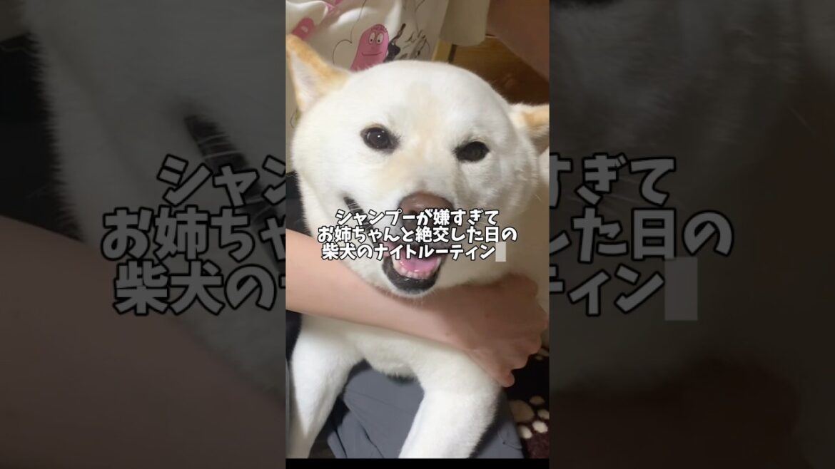お姉ちゃんと絶交する柴犬のナイトルーティン⭐️ #shorts #柴犬 #犬 #dog
