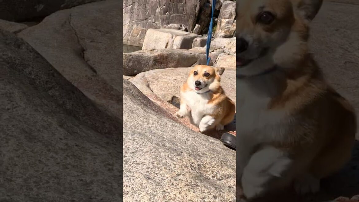 巨岩の上を身軽に歩き回るーギー / The Corgi agilely navigates the boulders. #コーギー #corgi #サクラ