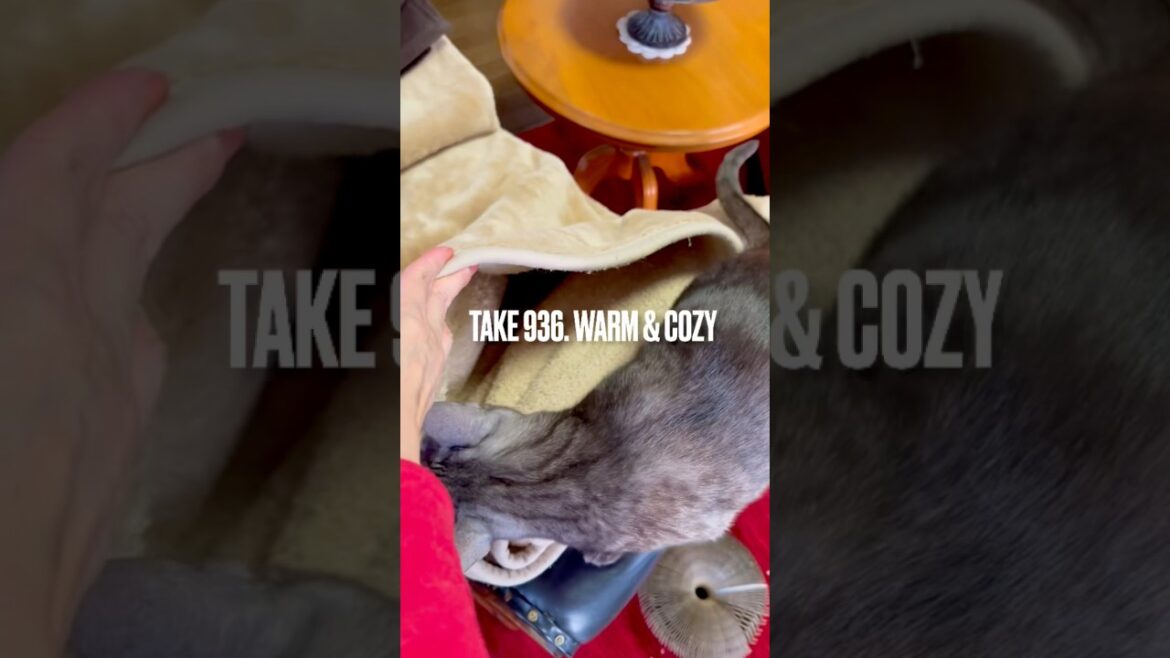 #ここあったかい よって昨日見せたのちゃんと覚えてた😊 #egyptianmaucat #エジプシャンマウスモーク #エジプシャンマウ #もうふだいすき #猫あるある #賢い猫 #shorts