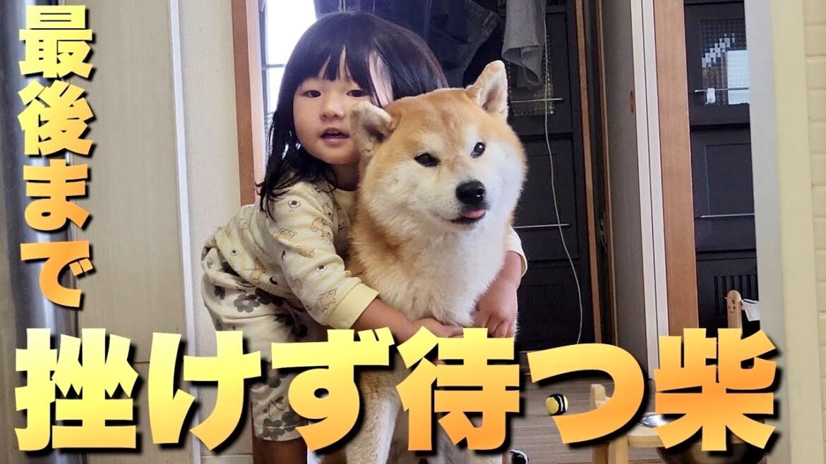 パパの料理を何分、何十分も静止画のように挫けず待ち続ける柴犬 パパの料理を何分、何十分も静止画のように挫けず待ち続ける柴犬