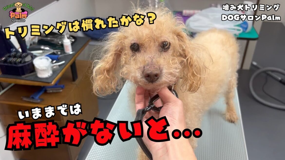 麻酔が必要だったトイプードルの噛み犬トリミング!! 麻酔が必要だったトイプードルの噛み犬トリミング!!