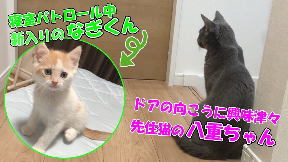 【対面前】先住猫が新入り猫の気配を察知しました