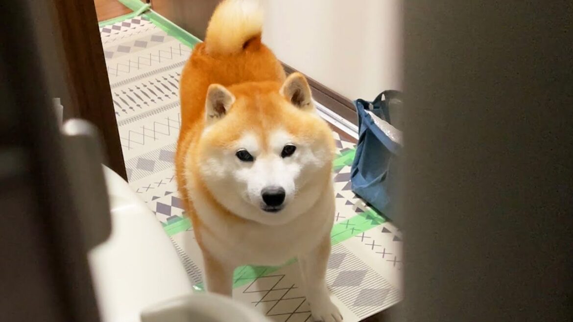 家族がなかなか入ってこないので、顔を下げてだんだん睨みを利かせていく柴犬 家族がなかなか入ってこないので、顔を下げてだんだん睨みを利かせていく柴犬