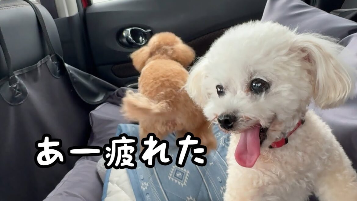 お出かけだと思ったら健康診断だったトイプードル お出かけだと思ったら健康診断だったトイプードル