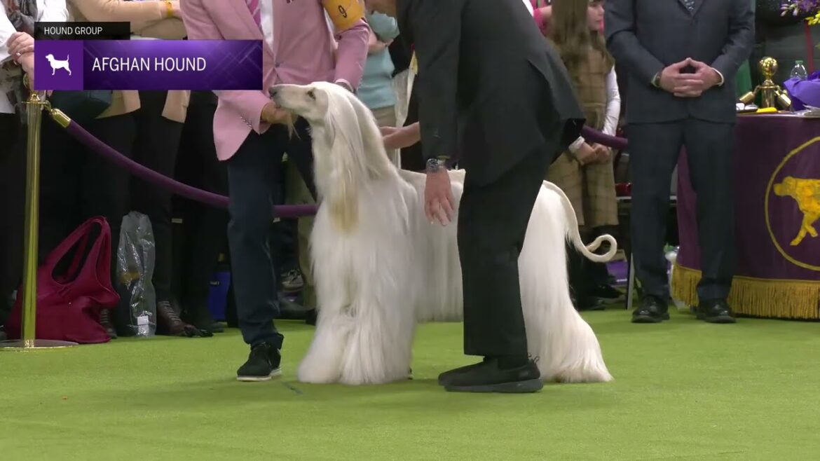 Afghan Hounds | Breed Judging 2025