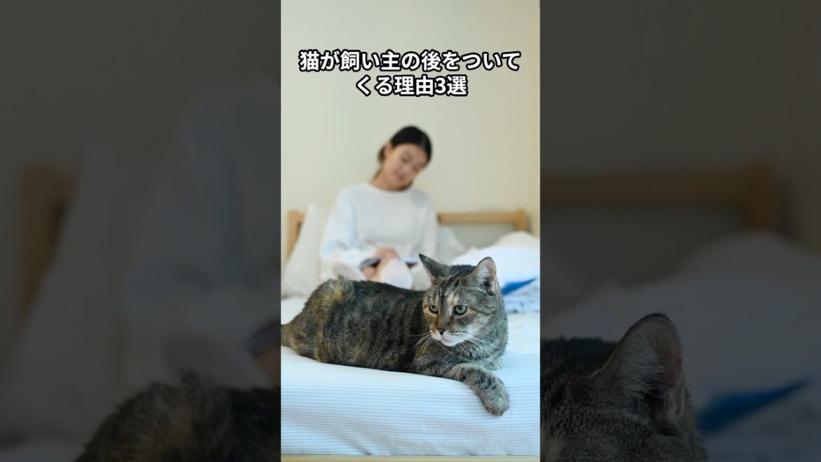 猫が飼い主の後をついてくる理由3選　 #猫 #雑学 #ねこ #猫のいる生活 #猫好き #猫の雑学 #ネコ #名もなき風景