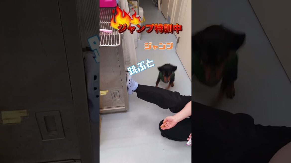 トレーニングを乗り越えてジャンプを習得したわんこ【ミニチュアピンシャー犬のムーちゃん】#shorts　#dog　 #犬のいる生活