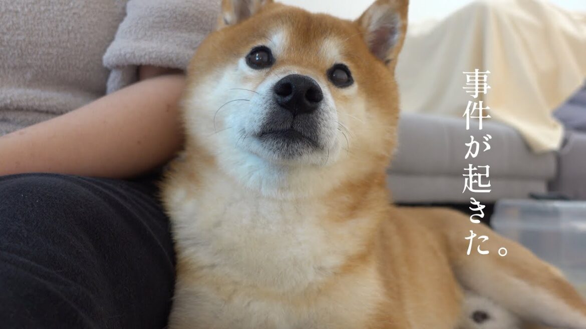 不可解な事件が発生!柴犬ハチと核心に迫る。 不可解な事件が発生!柴犬ハチと核心に迫る。