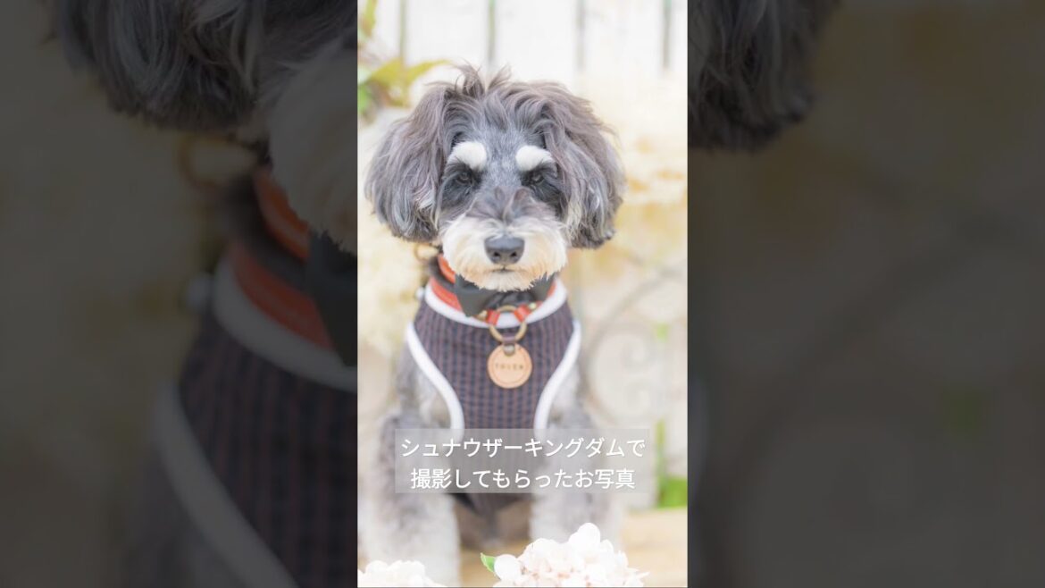 【#shorts】ジェニッカーズ