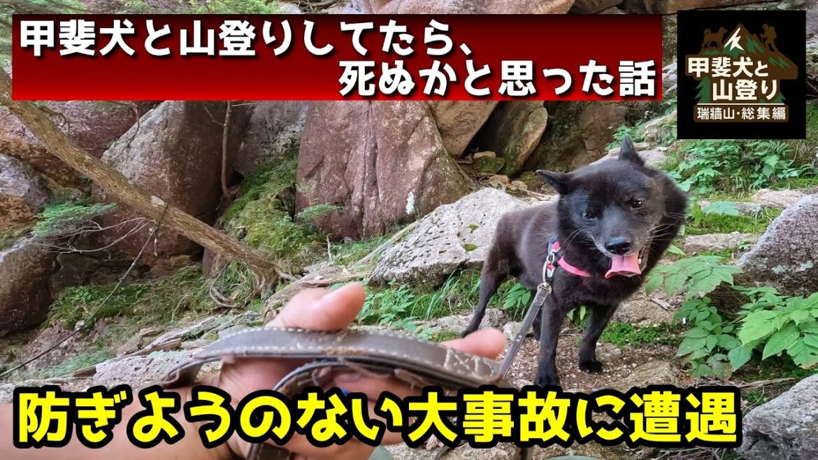【総集編】甲斐犬と山登りしたら、大事故に遭遇した話【瑞牆山リベンジ】 【総集編】甲斐犬と山登りしたら、大事故に遭遇した話【瑞牆山リベンジ】