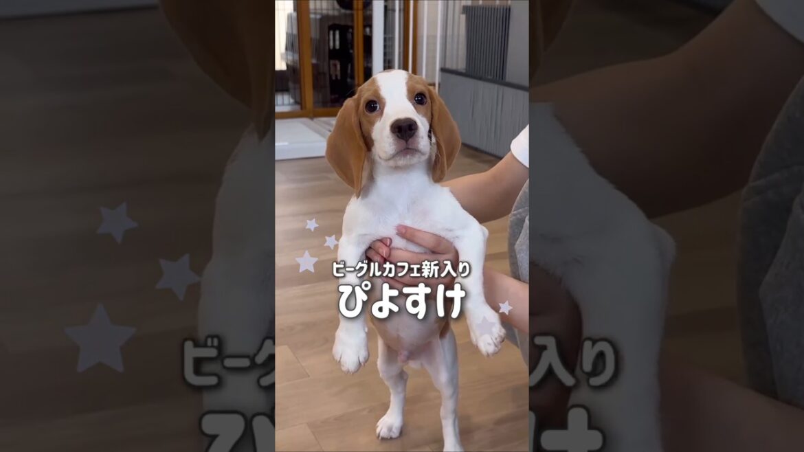 ビーグルの子犬がまもなくデビュー! ビーグルの子犬がまもなくデビュー!